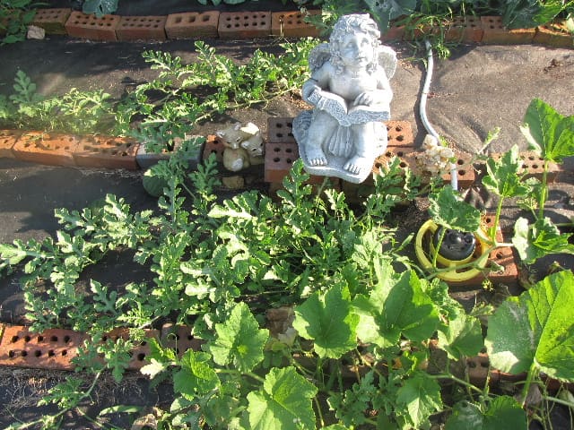 Here's a close-up of the vines running in front of and behind Fred.