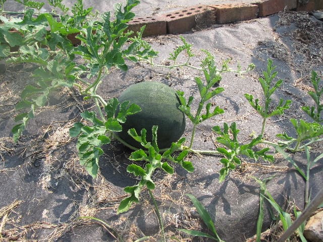 Be sure to watch the vines daily and encourage them to run horizontally the length of the garden.
