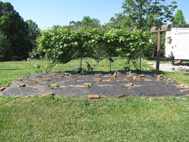 Step one is preparing the garden site. This is definitely a before picture.