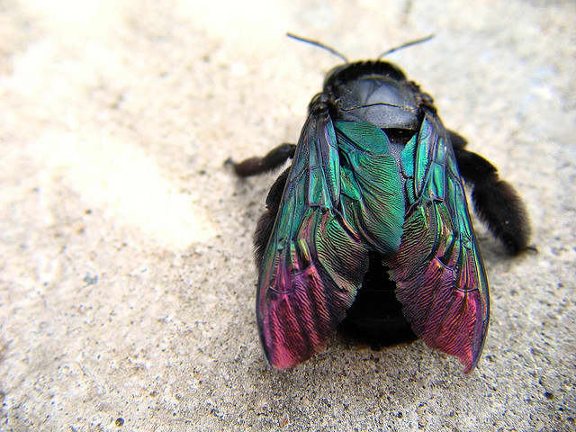 Iridescent wings are displayed beautifully and contrast well against the black of the insect's body. The texture of the wings of this particular insect is very unusual.