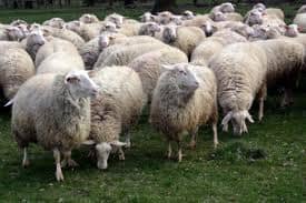 A small flock of sheep grazing, similar to the sheep I had to mind when I was young. I had to take the sheep out in our fiends and make sure that they did not go in somebody else fields and also keep them away from fields that steel had a crop.