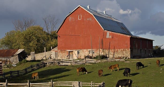 A large farm building with cows grazing in the paddock, life in the farms seems to continually be the same day after day, it only changes slowly as the four seasons change, the ways of life in the farms is usually peaceful but boring.