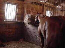 This is a singe horse feeding on hay in a modern stable, we used to have in our stable up to a dozen large animals, like horses, mules, cows and donkeys, we would feed them in the manger.