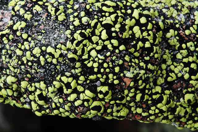 This looks almost alien! Rhizocarpon geographicum which is a fluorescent yellow lichen in bright light changing colour to greenish-yellow to Fluorescent green as the light fades.