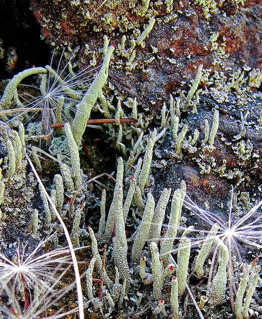 The lichen seems to stand proudly erect as if guarding the entrance to a kingdom just out of sight. A truly magical sight.