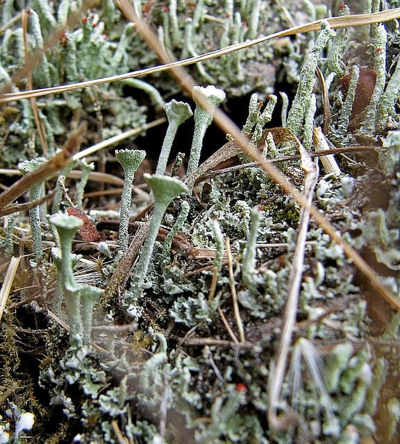 These lichen appear frosty although they are not. Notice all the different textures including the hairy stems.