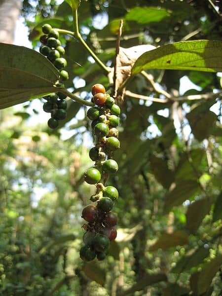 benefits-of-black-pepper
