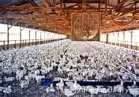 These chickens are technically "free-range" because they are not caged and have some level of access to the outside