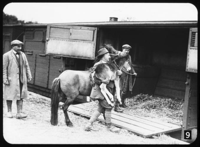 Mare and foal being loaded into a horse box. This is a farmer 'moving house'. Most often horse boxes were used to convey racehorses - we have upward of two dozen race courses in mainland Britain for flat and national hunt (over the 'sticks') events