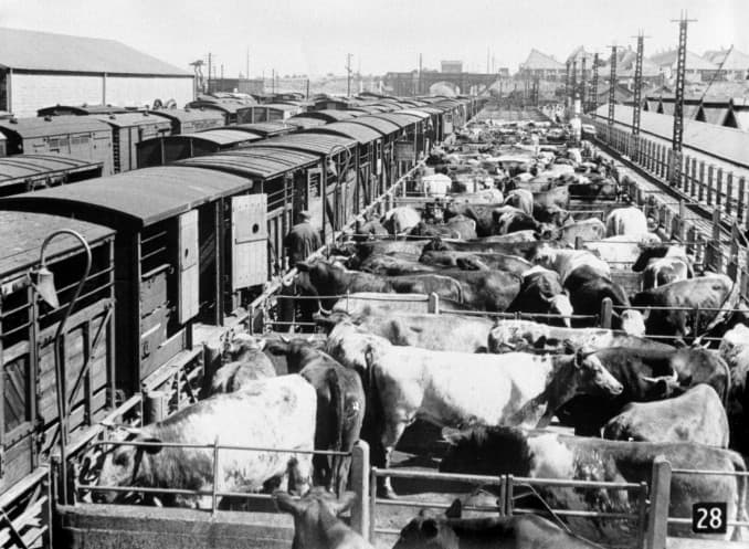 Cattle pens and wagons awaiting stock or just been unloaded for market, whether to be auctioned off for fatstock (meat) or dairy stock depended on the time of year or month-