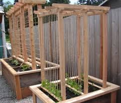 Snap Pea Trellis Ideal. Build simple wood frames with twine on them that your snap peas can grow up and over letting them produce more peas and letting you pick your peas easier.