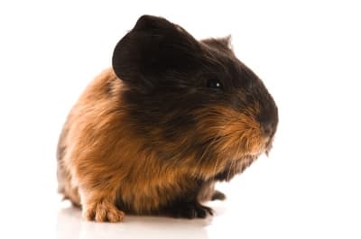 Decide if you are willing to be a guinea pig in an uncontrolled GMO food experiment that is today's food industry.