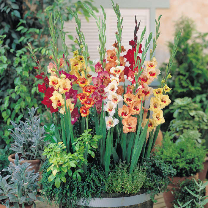 How to Grow Magnificent Gladiolus Year After Year - HubPages