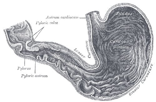 Beware of stomach problems. Sucralose has been shown to reduce the number of good bacteria in the human gut.