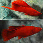 Red swordtails, like this hybrid species, shown in the photo, can brighten up any freshwater aquarium. It is a good fish type to introduce along with their close cousin the platy, as well as adding a few black mollies.