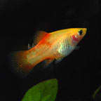 The pineapple platy, looks similar to it's close cousin, the sunset platy. However it has more of a pineapple color to it, rather then a deep yellow. Platys make good first additions to any aquarium.