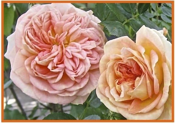 My Victorian Garden in Summer: Growing Heirloom and Old-Fashioned Roses