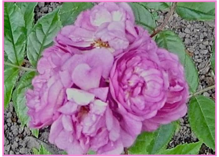 My Victorian Garden in Summer: Growing Heirloom and Old-Fashioned Roses