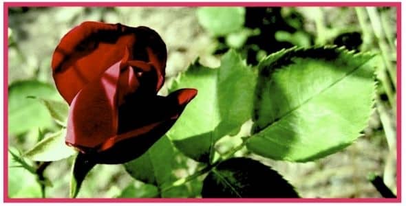 My Victorian Garden in Summer: Growing Heirloom and Old-Fashioned Roses
