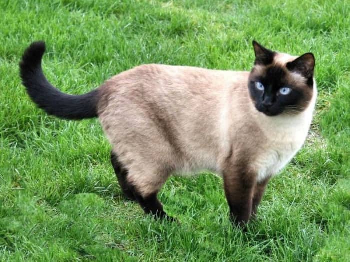siamese cats' point colouration is caused by a form of incomplete albinism. A temperature sensitive mutation in the tyrosinase gene results in a white body but pigmented extremities.