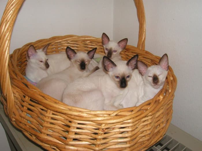 Siamese kittens are born completely white, pigmentation at the 'points' start developing a week after birth.