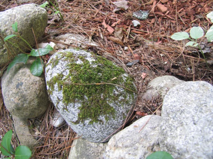 I didn't have to "plant" this moss. The area was shady and had enough moisture that the moss grew on its own.