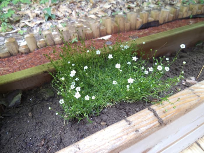 Irish moss is dainty and has the tiniest flowers. Don't let it dry out and be sure it is in a semi-shady place. Too much sun just won't work for it.