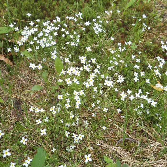 This is a wildflower called Bluets. When I saw it, I thought of Irish moss. I haven't tried transplanting it to my miniature garden but may get brave and move a little bit this summer to see how it takes.
