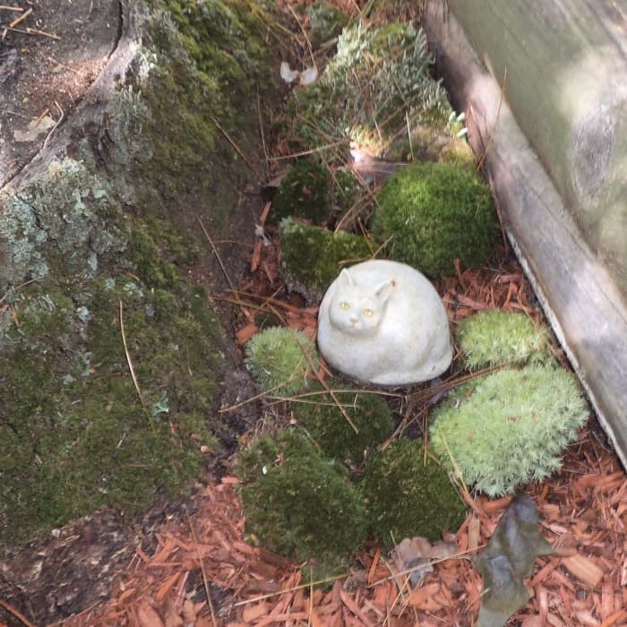 Later, I might move these mosses to new locations but for now, I'm letting them adjust in this shady spot and keeping them misted.