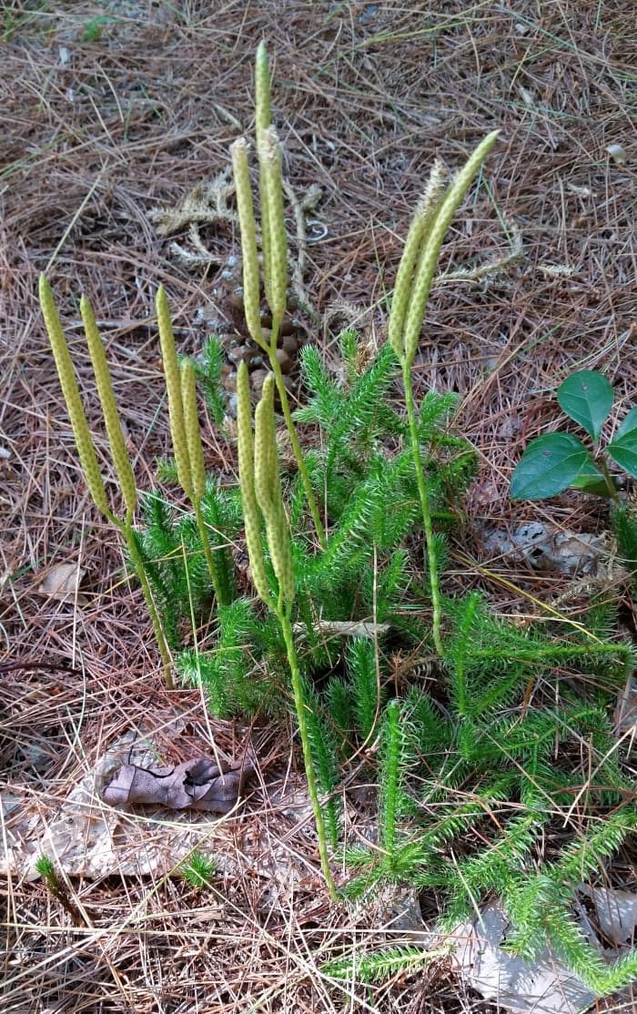 This particular one is called Wolf Moss and it grows in a spreading manner. The parts sticking up are the blooms of this plant.