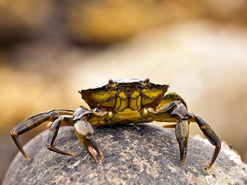 In this Filipino folk tales 'Battle of the Crabs', this young crab asked "Are we afraid of the waves?"