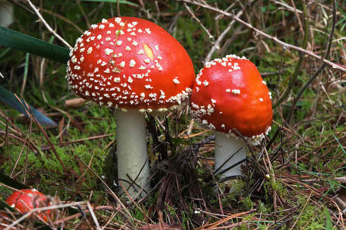 While Creekside does not grow these mushrooms, I had a string of Christmas lights in their likeness as a child. I had not realized that they represented real mushrooms.