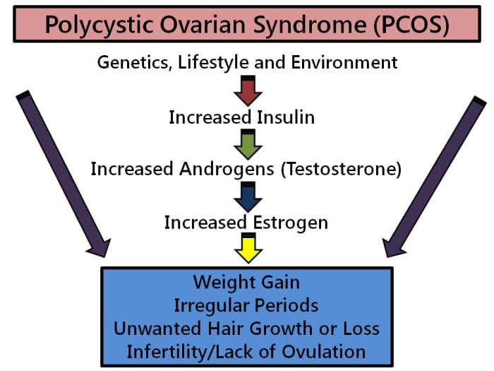 best-diet-plan-for-pcos-patients-hubpages