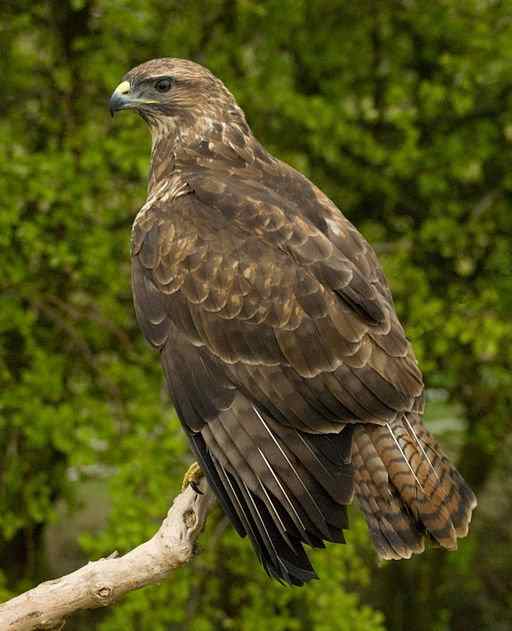 Is There a Difference Between a Vulture and a Buzzard? HubPages
