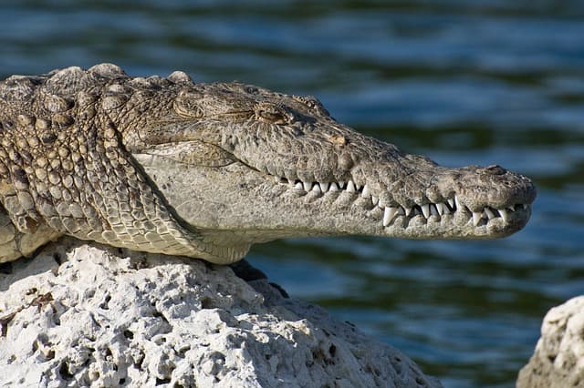 American crocodile. Alligators are common throughout Florida, but crocodiles can only be found at the southernmost tip of the state. Florida is the only place where crocodiles and alligators can be found living side by side.