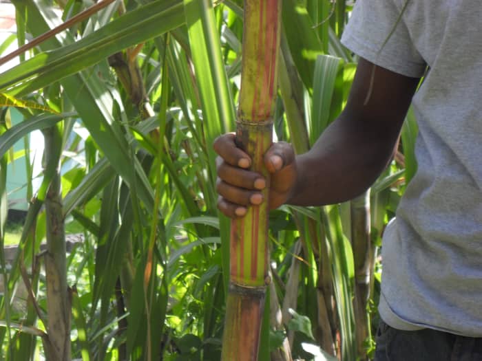 A version of the sugarcane known as ribbon cane. Not as sweet as the traditional sugar cane.