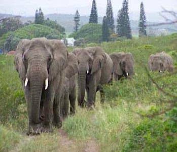 The Elephants returning to the Anthony home to pay homage to the human they loved.
