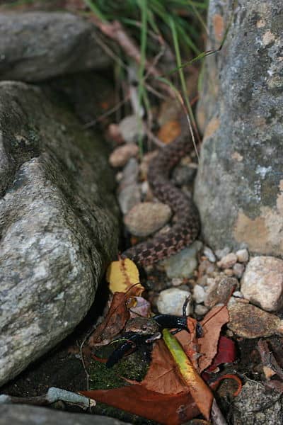 North American Brown Snake eating, Photo by Brandon Dempster, This work is licensed under the Creative Commons Attribution-ShareAlike 3.0 License.