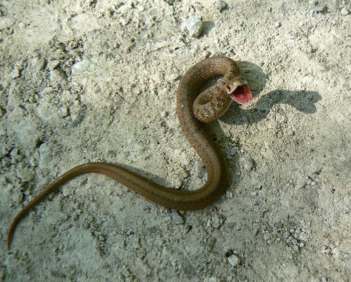 A North American Brown Snake, Photo by Benny Mazur from Toledo, OH, This file is licensed under the Creative Commons Attribution 2.0 Generic license.