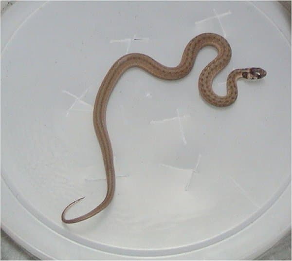 A Hillbilly Guide to Snakes: The North American Brown Snake - HubPages