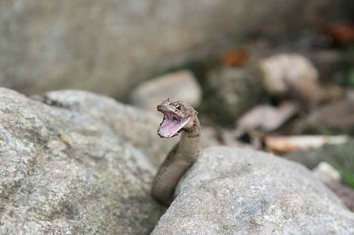 North American Brown Snake, Photo by Brandon Dempster, This work is licensed under the Creative Commons Attribution-ShareAlike 3.0 License.