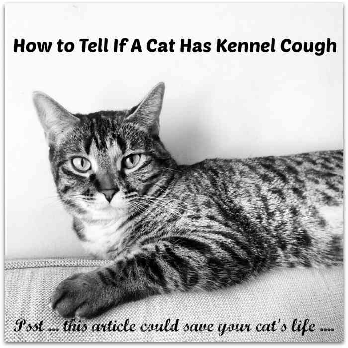 Kennel Cough Symptoms in Cats HubPages