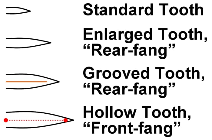 A simplified diagram showing the basic differences between the kinds of snake teeth by emphasizing relative sizes and presence of specialized venom transport mechanisms (grooves and hollows). The large red dots are entry/exit holes of the front-fang.