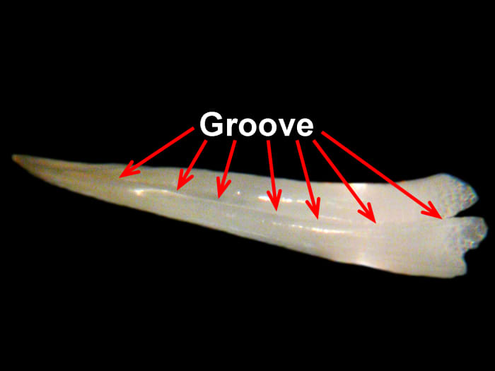 This is a closeup of the rear-fang in the top image, showing the groove along the side of the tooth which channels the venom into the open wound. This fang was shed from an average (~6' long) adult Mangrove Snake (Boiga dendrophila).