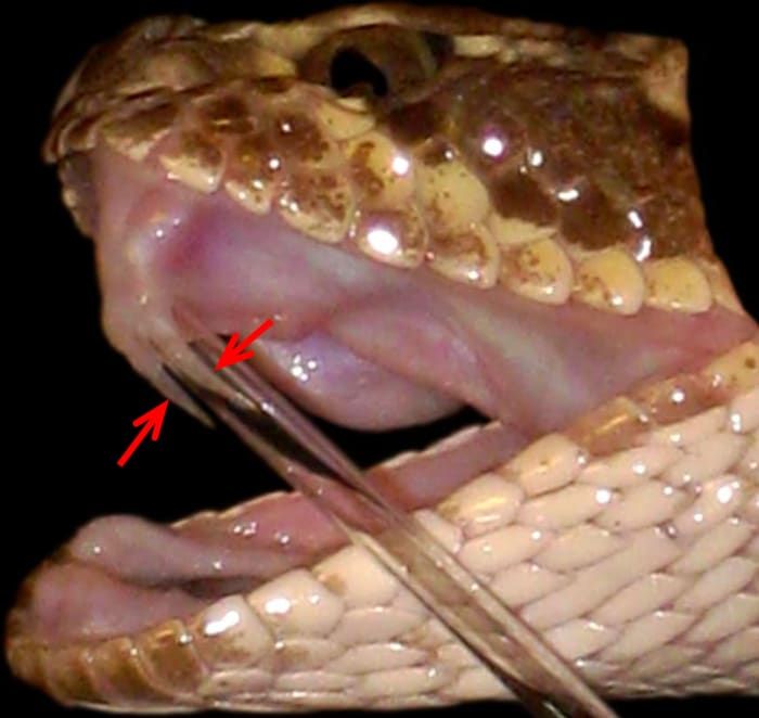 Snake Fangs 101 - HubPages