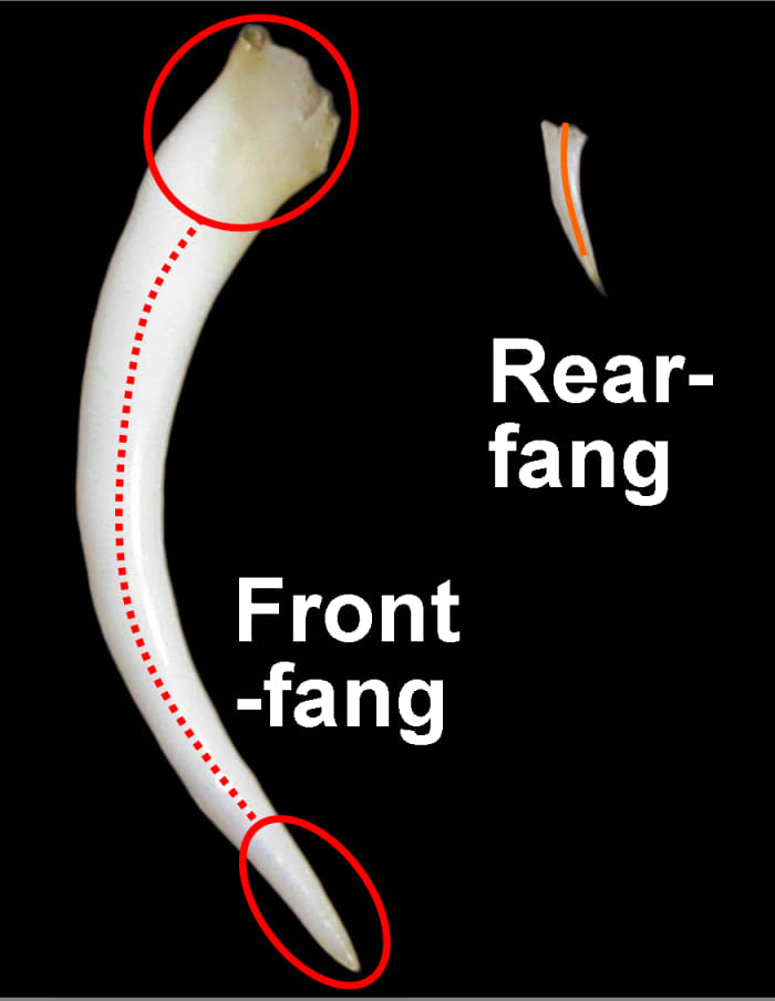 Accurate side-by-side comparison of a Gaboon Viper front-fang and a Mangrove Snake rear-fang. The circles represent entry/exit points for the venom, with the lines being the venom's path inside (front-fang) or alongside (rear-fang) the fangs.
