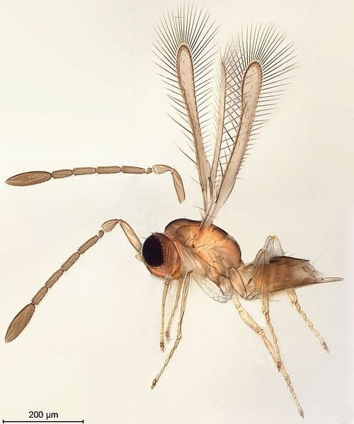 Image 2. A one-millimeter-long Mymar dimidiatus wasp (fairyfly). Still five times larger than megaphragma mymaripenne.
