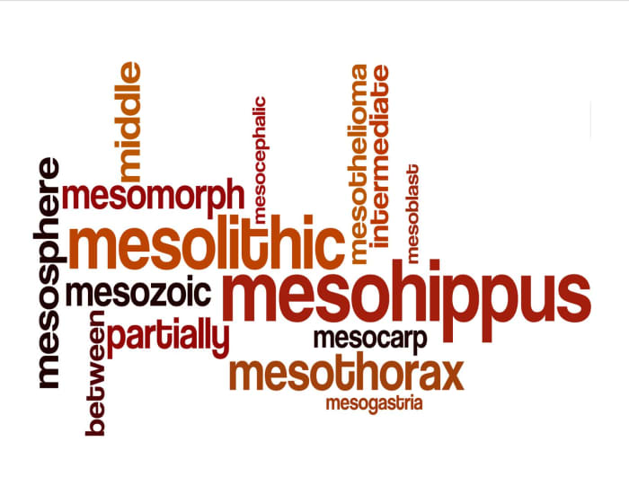 Meaning of Biology Prefix Meso  HubPages