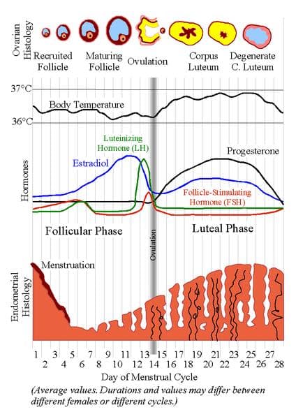 This chart shows the progression of the follicle/corpus luteum, body temperature, hormone levels, and the building of the uterine lining during an average female cycle. Ovulation is marked by the grey vertical line.