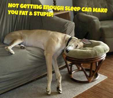 This dog is making sure it gets enough sleep to stay trim and to keep it's brain working at optimum capacity.